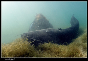 buddy Ray with a huge (> 2 m) wels catfish :-D - saad for... by Daniel Strub 